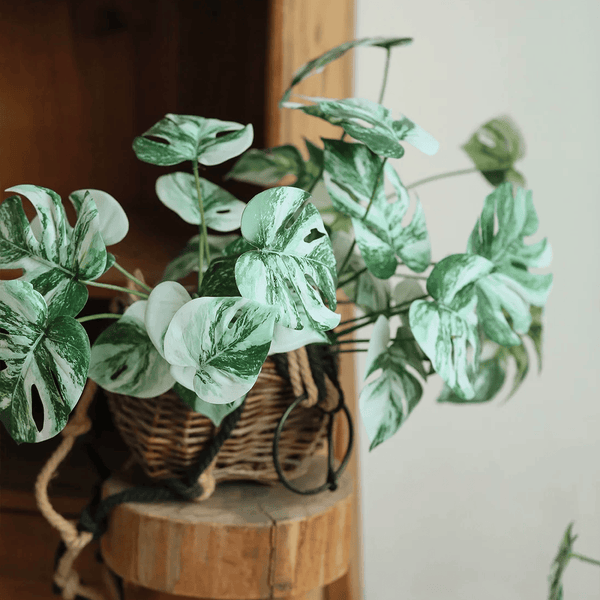 Variegated Monstera Root Pick – 17.3"