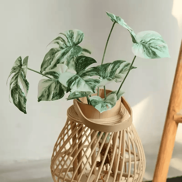 Variegated Monstera Root Pick – 17.3"