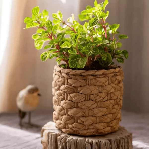 Grass Woven Looking Cement Planter