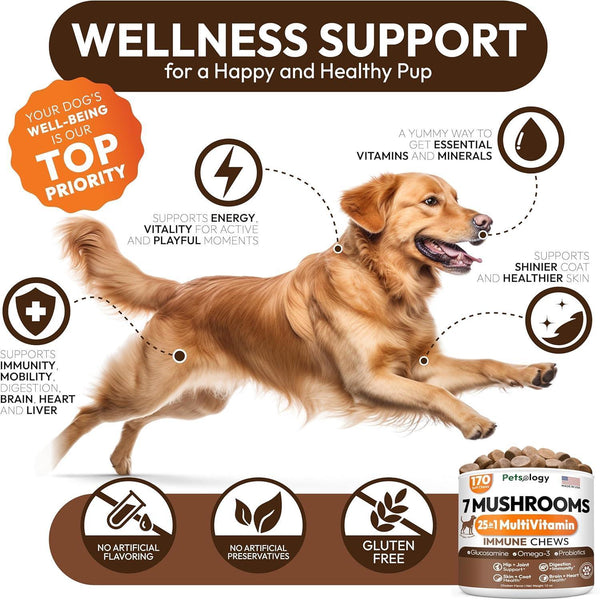 Mushroom Chews for Dogs 340 Count 2-Pack Turkey Tail Lion's Mane Shiitake & Reishi