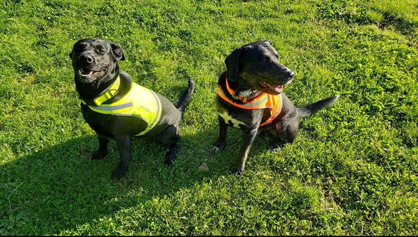 Reflective Lightweight Dog Vest Hi-Vis S Size 27.5 in Chest Mid-Back Coverage Yellow